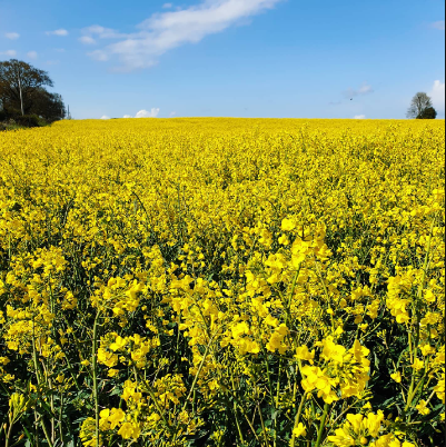 Crush Cold Pressed Rapeseed Oil